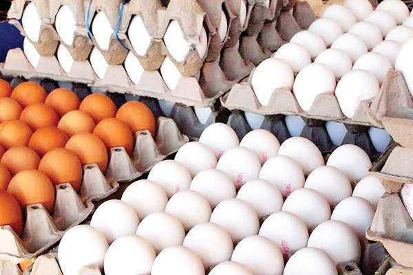 ۳۶۰ تن تخم مرغ از خراسان جنوبی صادر شد